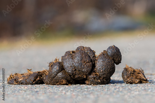 Small pile of horse manure on a road. The view is from road level on the side. Closeup view. There is room for text above.