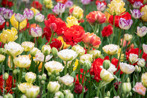 Different color tulips field