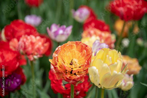 Orange and yellow tulip close up with others around them 