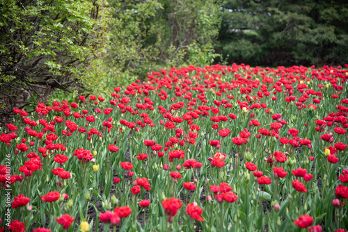 Red tulips field with green bushes behind