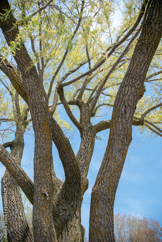Old tree in the parck