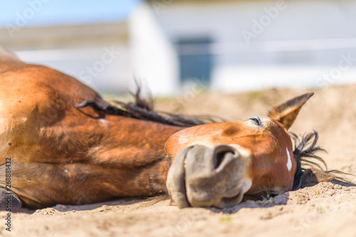 Photography A pregnant horse is lying on the farm.