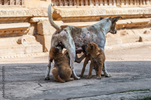Three brown puppies with mom near the Indian temple. Khajuraho.