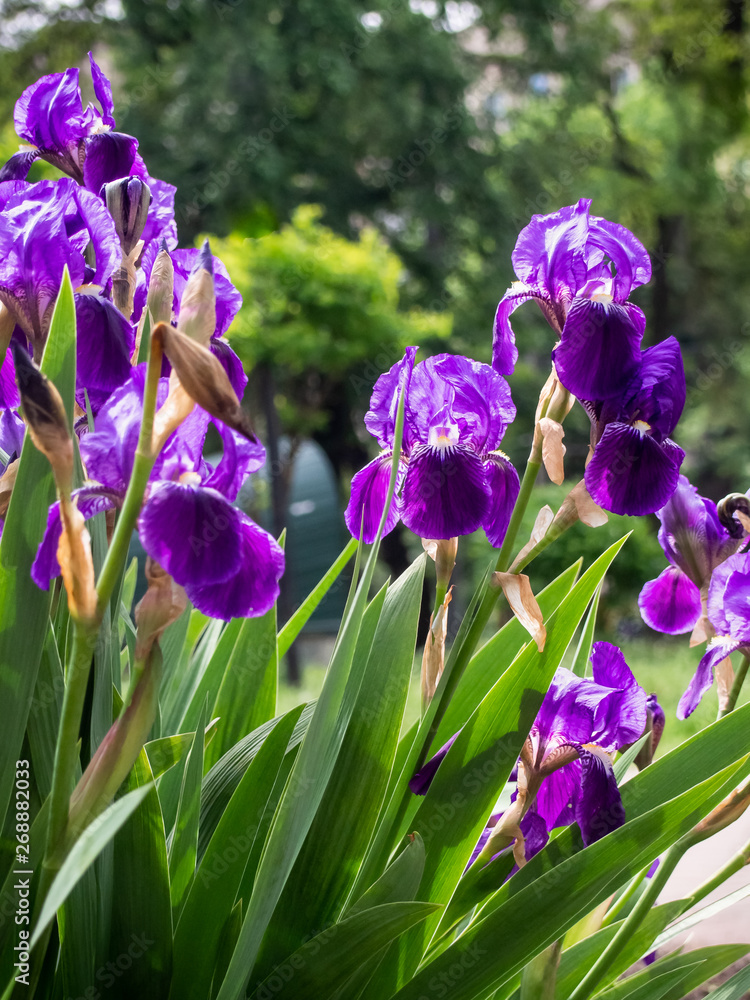 Cultivated flowerd of bearded iris are growing in garden. Kyiv, Ukraine.