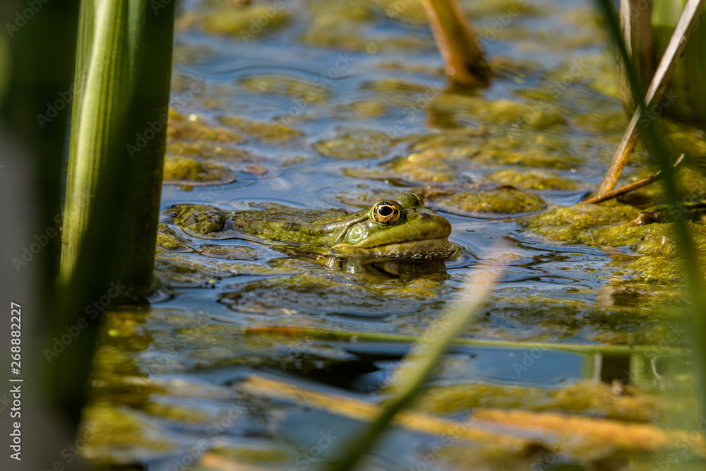 Wasserfosch m Teich mit Algen Wasserfosch m Teich mit Algen