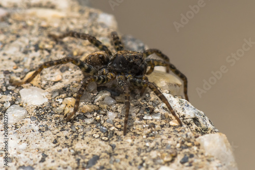 A Brown Spider Resting on a Rock near the Lake on a Cloudy Day