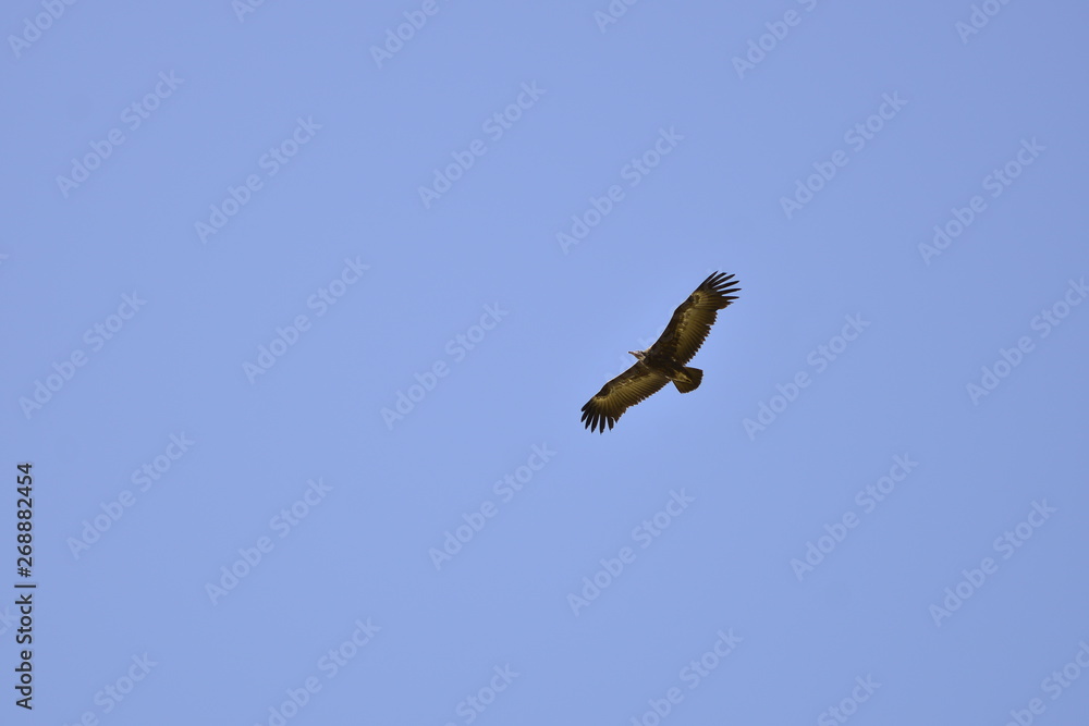 LES OISEAUX DANS LE CIEL LES OISEAUX DANS LE CIEL