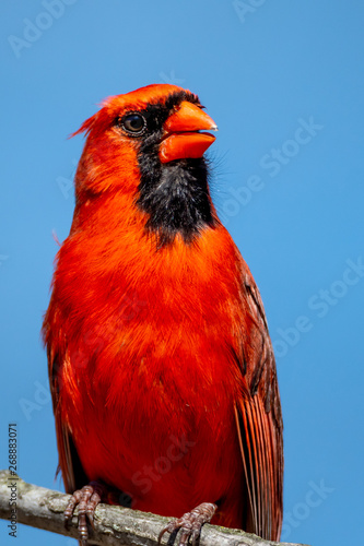 A male Northern Cardinal (Cardinalis cardinalis) perches on a tree branch.