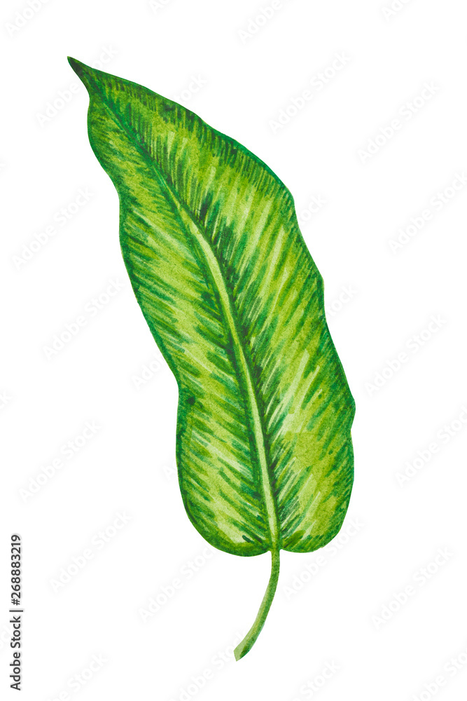 Obraz premium Palm, tropical leaf isolated. Hand drawn illustration. Summer, design element.