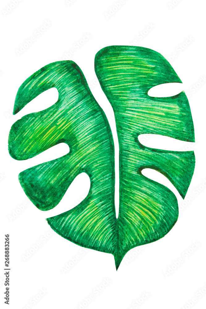 Monstera tropical leaf isolated. Hand drawn illustration. Summer, design element. Monstera tropical leaf isolated. Hand drawn illustration. Summer, design element.