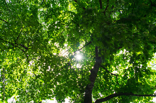 Through the branches of a tree covered with green leaves  the sun breaks through and the rays from it diverge beautifully in different directions.