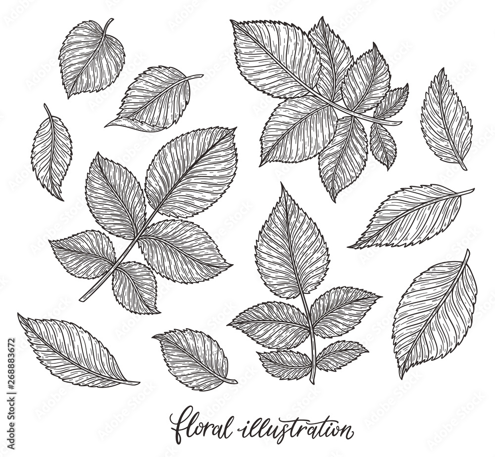 Rose flower leaves hand drawn in lines. Black and white monochrome graphic doodle elements. Isolated vector illustration, template for design Rose flower leaves hand drawn in lines. Black and white monochrome graphic doodle elements. Isolated vector illustration, template for design