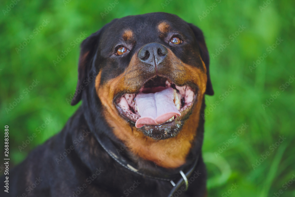 Beautiful dog rottweiler on a background of green grass in the park Beautiful dog rottweiler on a background of green grass in the park
