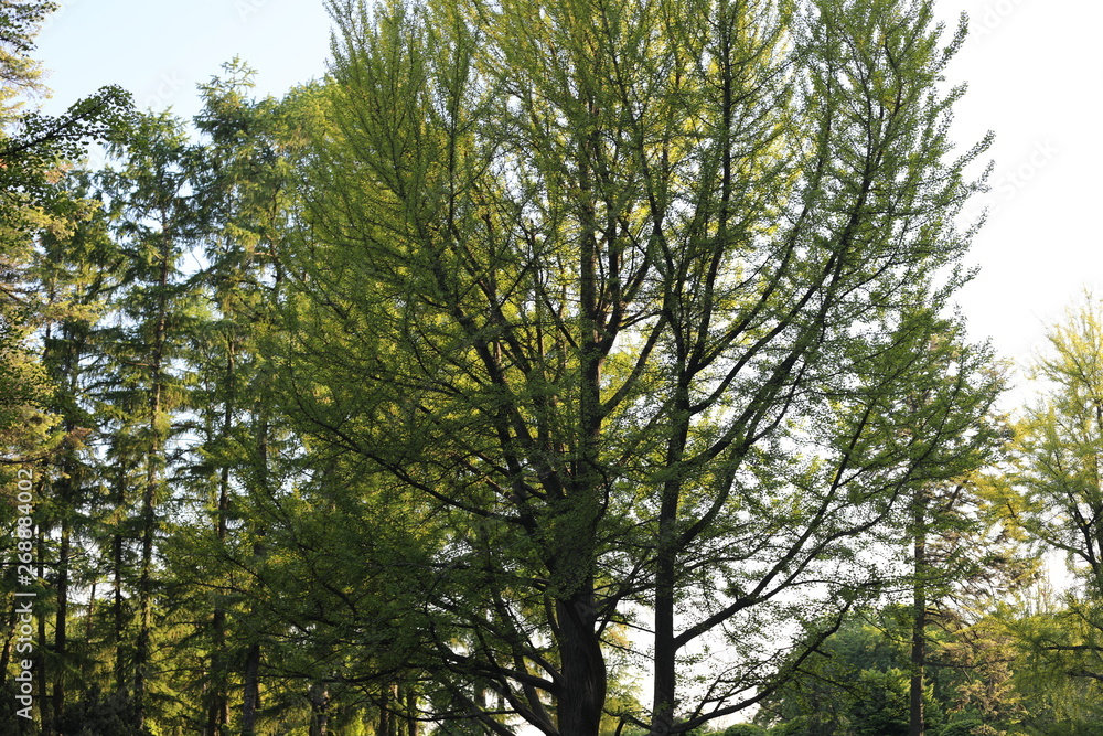 Fototapeta premium ginkgo biloba tree in the forest