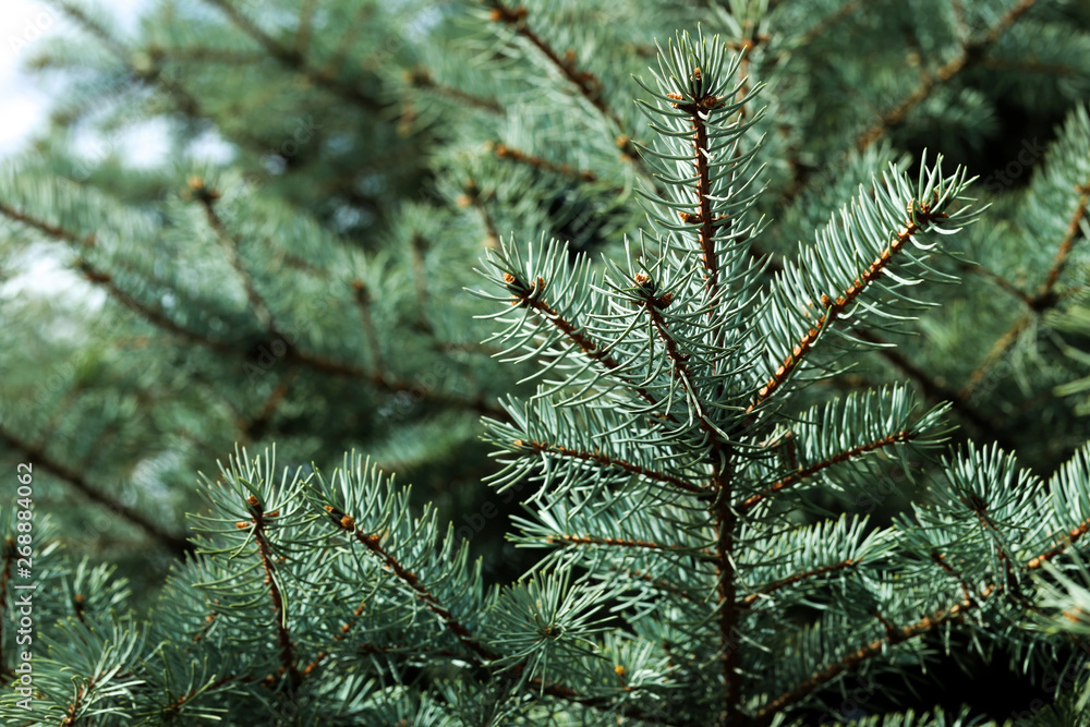 Fir tree branches Fir tree branches
