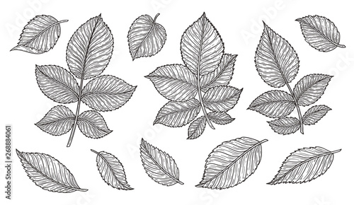 Rose flower leaves hand drawn in lines. Black and white monochrome graphic doodle elements. Isolated vector illustration, template for design © irenemuse