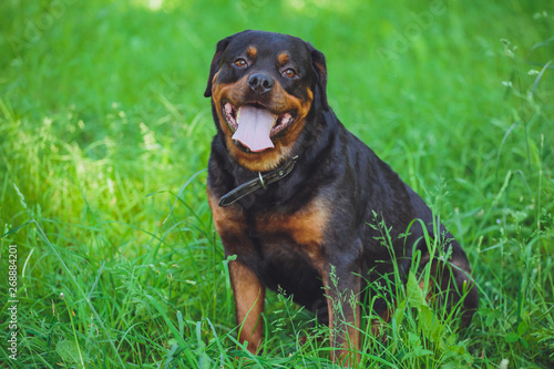 Beautiful dog rottweiler on a background of green grass in the park