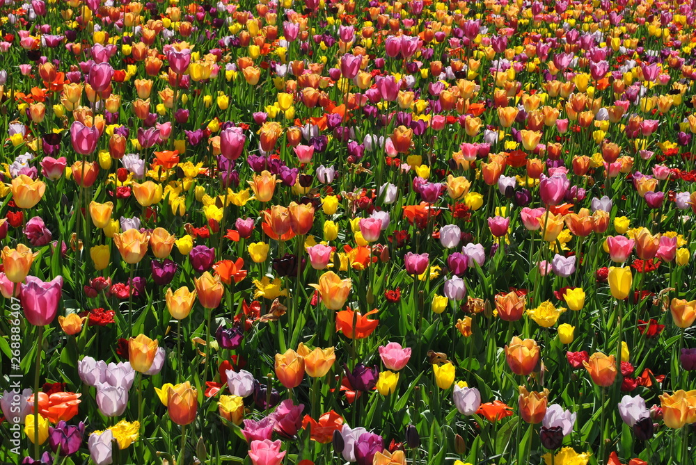 Naklejka premium Kolorowe tulipany