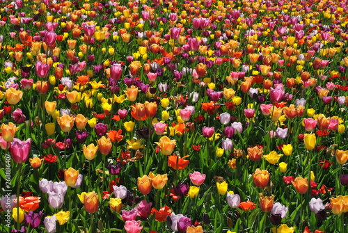 Kolorowe tulipany © bnorbert3