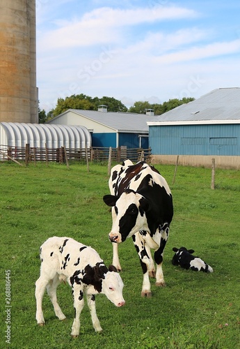 Holstein cow standing in the pasture watching over her newborn twin calves with blue farm buildings in background
