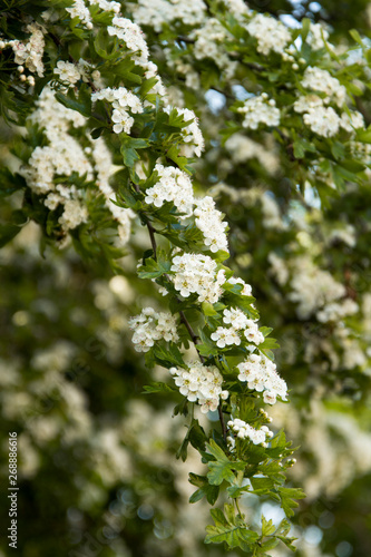 Spring flowers blooming tree background, summer time.