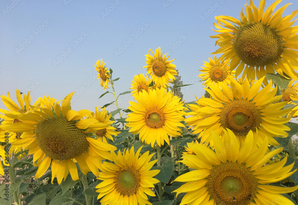 Closeup of sunflowers field landscape .