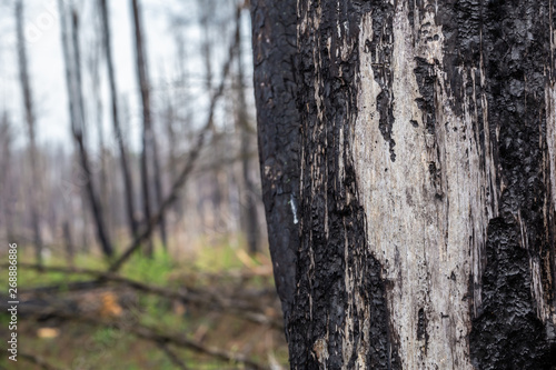 Close-up of bark of a tree in burned forest