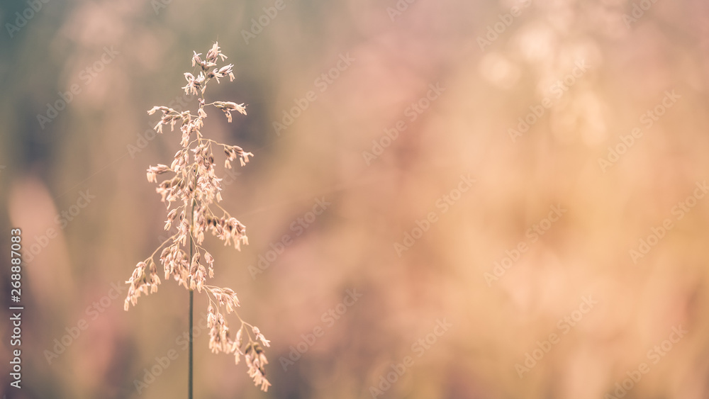 Naklejka premium Background with a a blade of grass