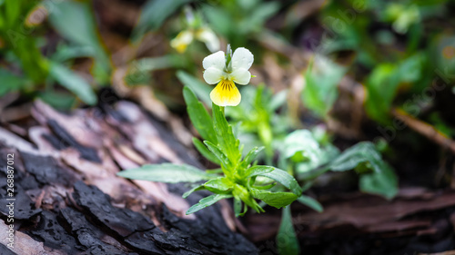 Wild pansy flower between burned bark of a tree. A sign of new life.