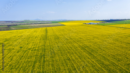 Aerial view of rapeseed field.