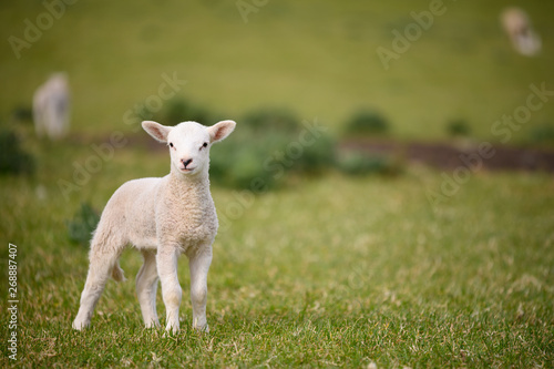 Fotografie, Obraz Spring Lambs and Sheep in green meadow