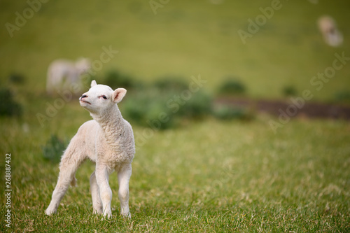 Spring Lambs and Sheep in green meadow