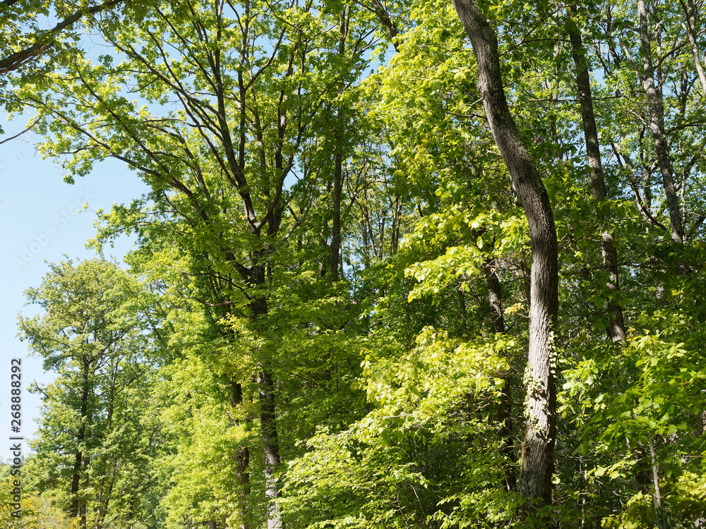 Forest landscape. Pedunculate oak, Common oak or European oak (Quercus robur) 