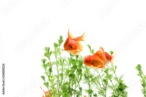 Carassius auratus goldfish background white aquatic plants