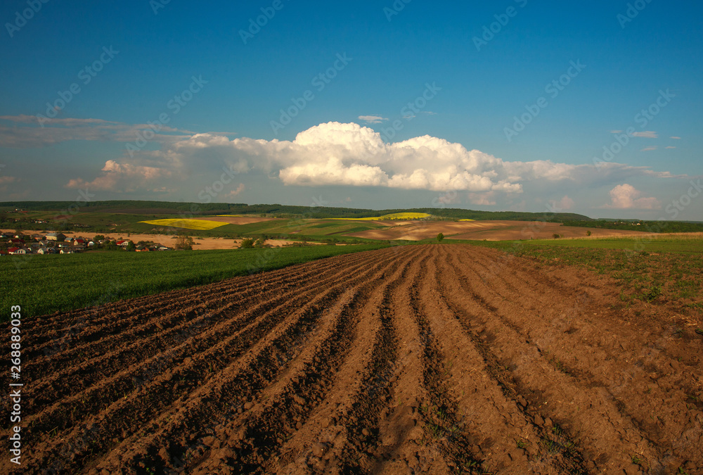 Agricultural blooming green and yellow field crops on blue sky and clouds