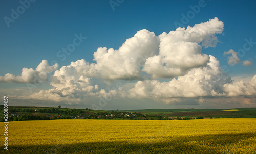 Agricultural blooming green and yellow field crops on blue sky and clouds