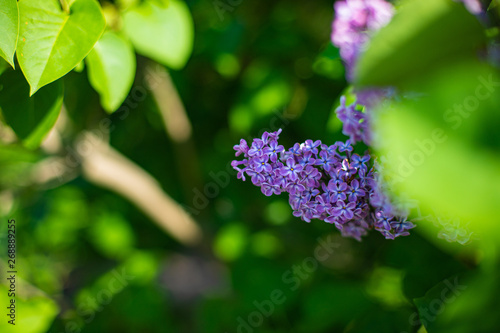 Purple flover on branch