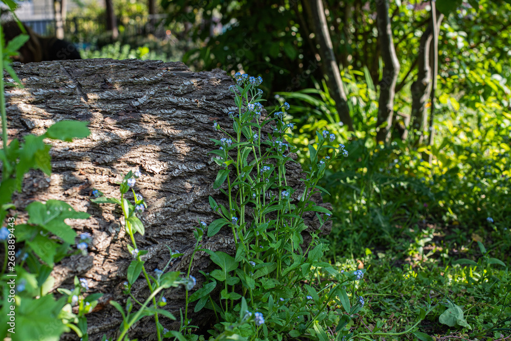 Fototapeta premium wooden log