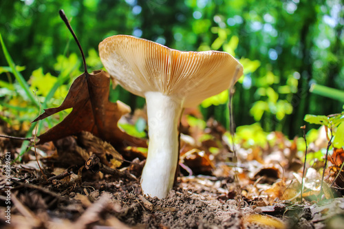 Russula in the woods closeup on a blurred background of foliage of trees