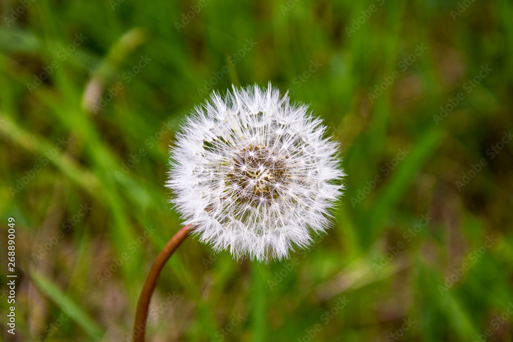 One white fluffy dandelion on blurred background of spring green grass. One white fluffy dandelion on blurred background of spring green grass.