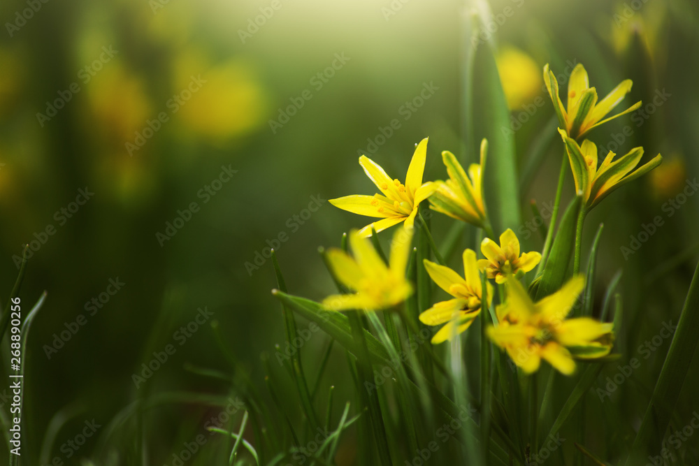 Fototapeta premium Spring yellow flowers