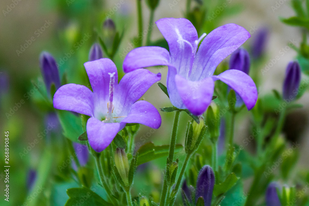 purple flowers with green grass in springtime, close-up purple flowers with green grass in springtime, close-up