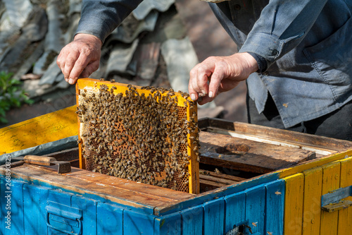 The beekeeper examines bees in honeycombs.