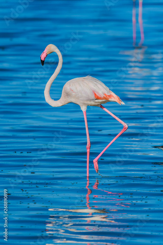 Flamingo wading in a lake while on safari in the Serengeti