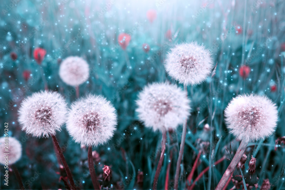 Macro shot on dandelion flowers isolated on green. Macro shot on dandelion flowers isolated on green.