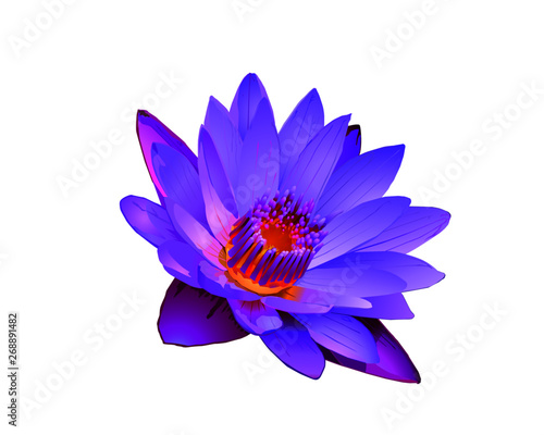 Purple water lily