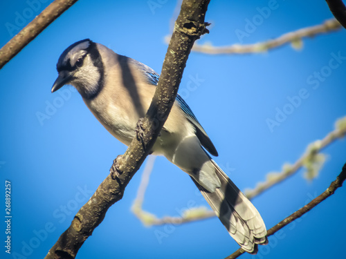Mr. Blue Jay sitting in a tree