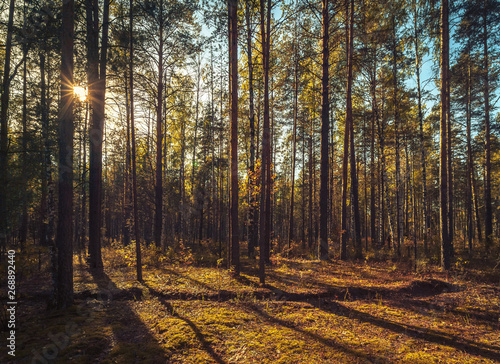 Sunlight between trunks of trees at the forest, Mari El, Russia