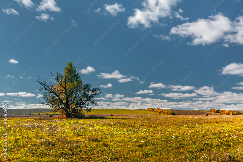 Alone tree at the field with blue sky, autumn, Mari El, Russia