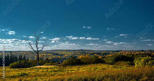 Panoramic view of dry tree and the forest scope, with blue sky, Stone Hill, Mari El, Russia